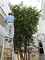 高知市内 半屋外 人工樹木 5m