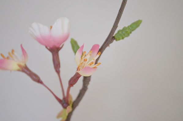 桜 ミニ盆栽