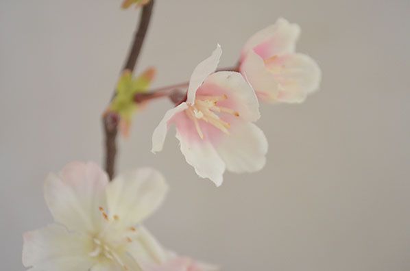 桜 ミニ盆栽