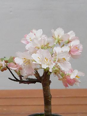 桜 盆栽