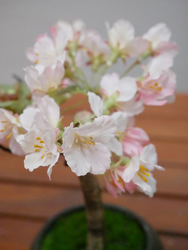桜 盆栽