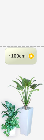 〜100cmの観葉植物